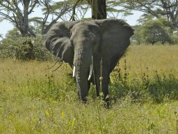 Seronera_and_Lobo2003-012